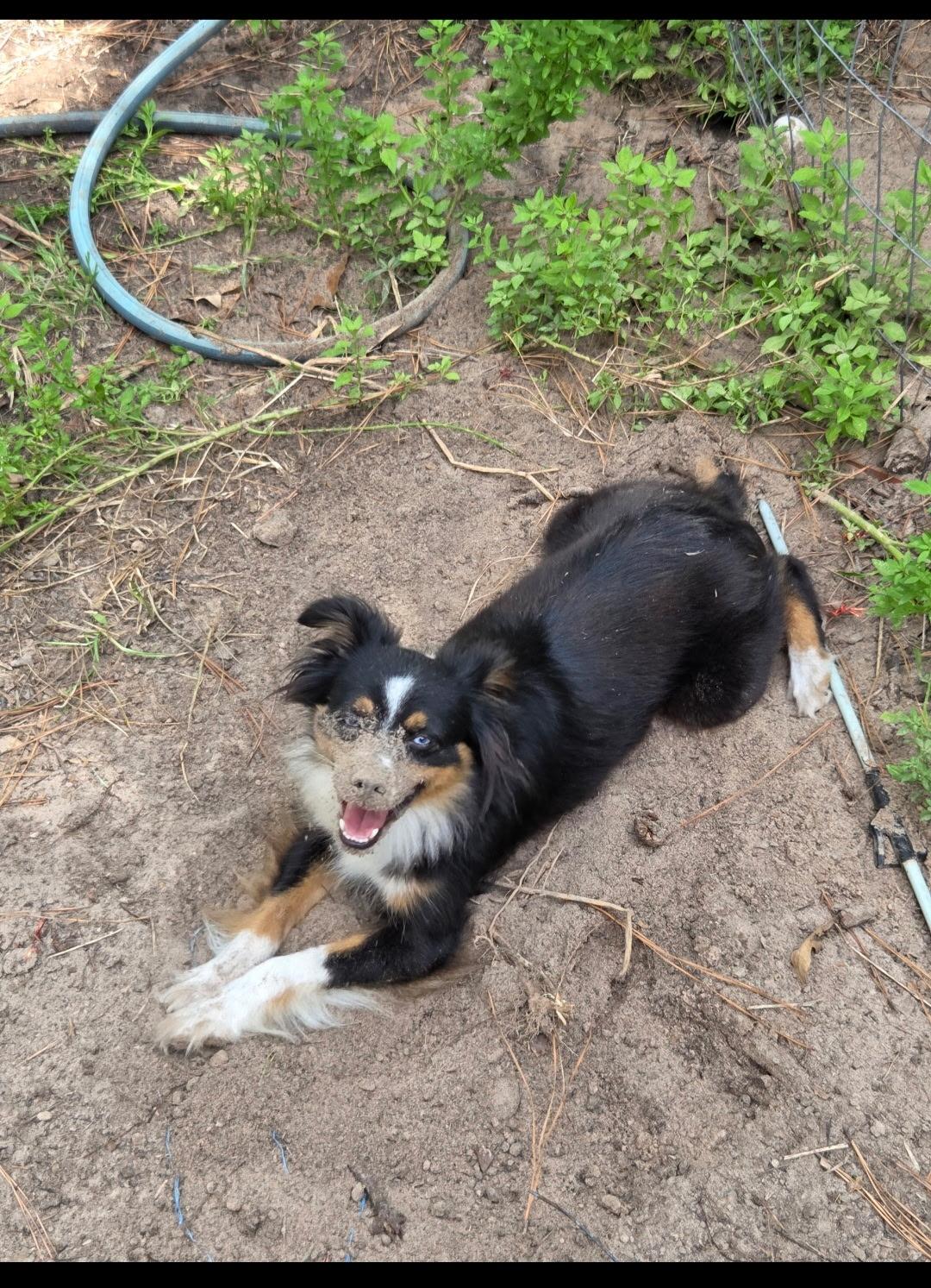 Enlarge Journey, a Adopted Australian Shepherd in Magnolia, TX image 3/4