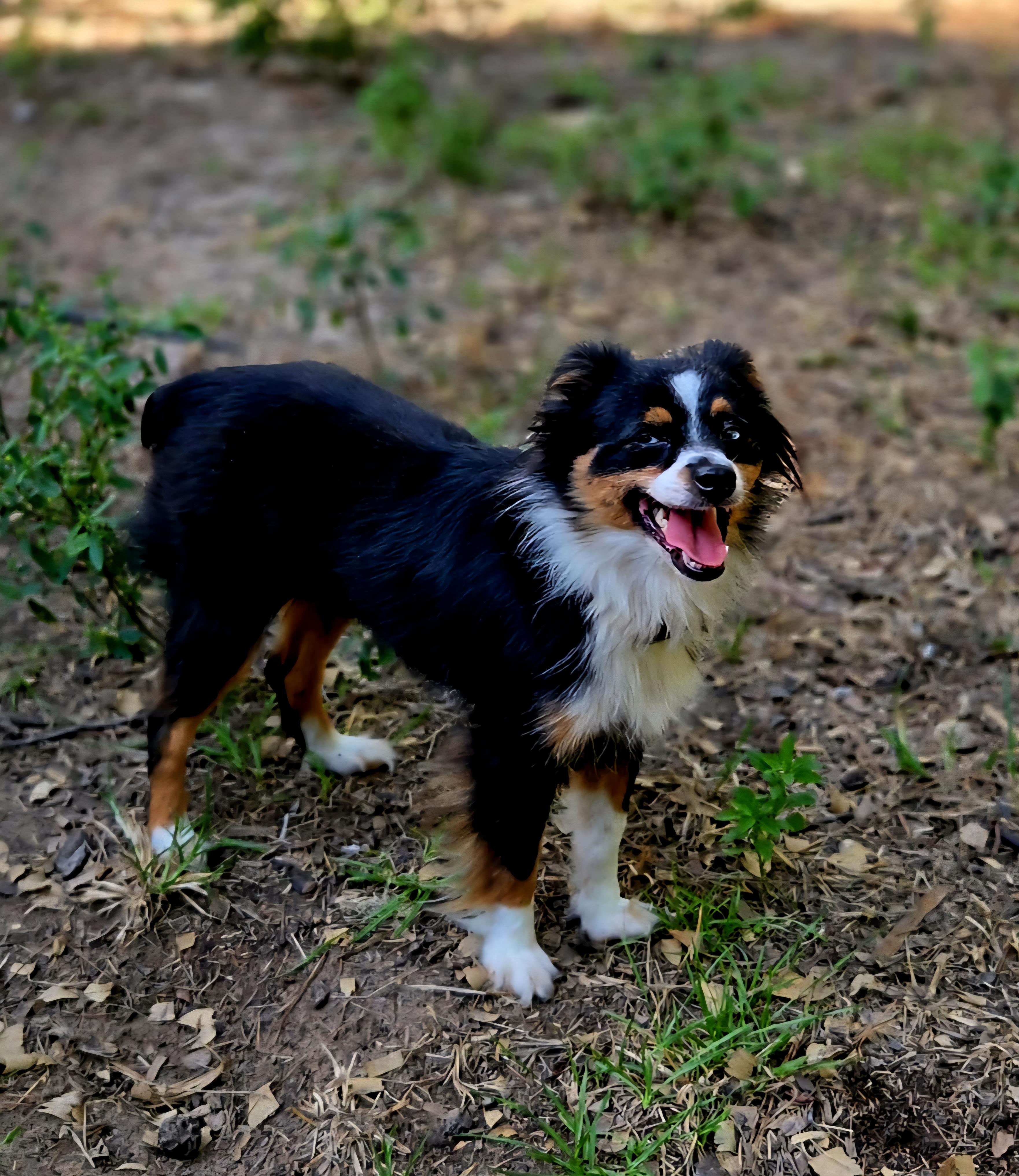 Enlarge Journey, a Adopted Australian Shepherd in Magnolia, TX image 4/4