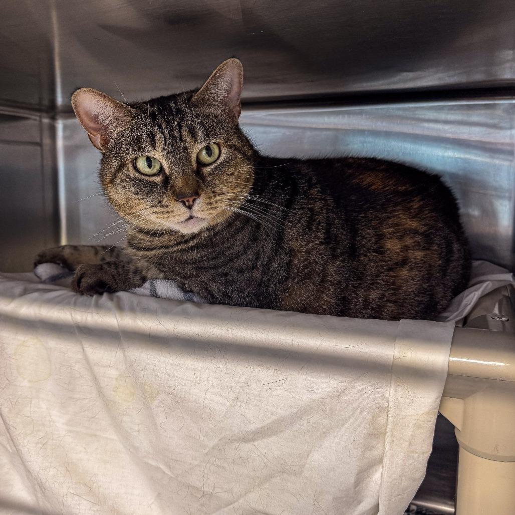 Willowmina, Adoptable, Adult Female Domestic Short Hair.