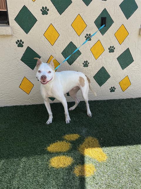 TOMMY, Adoptable, Young Male American Bulldog & Mixed Breed.