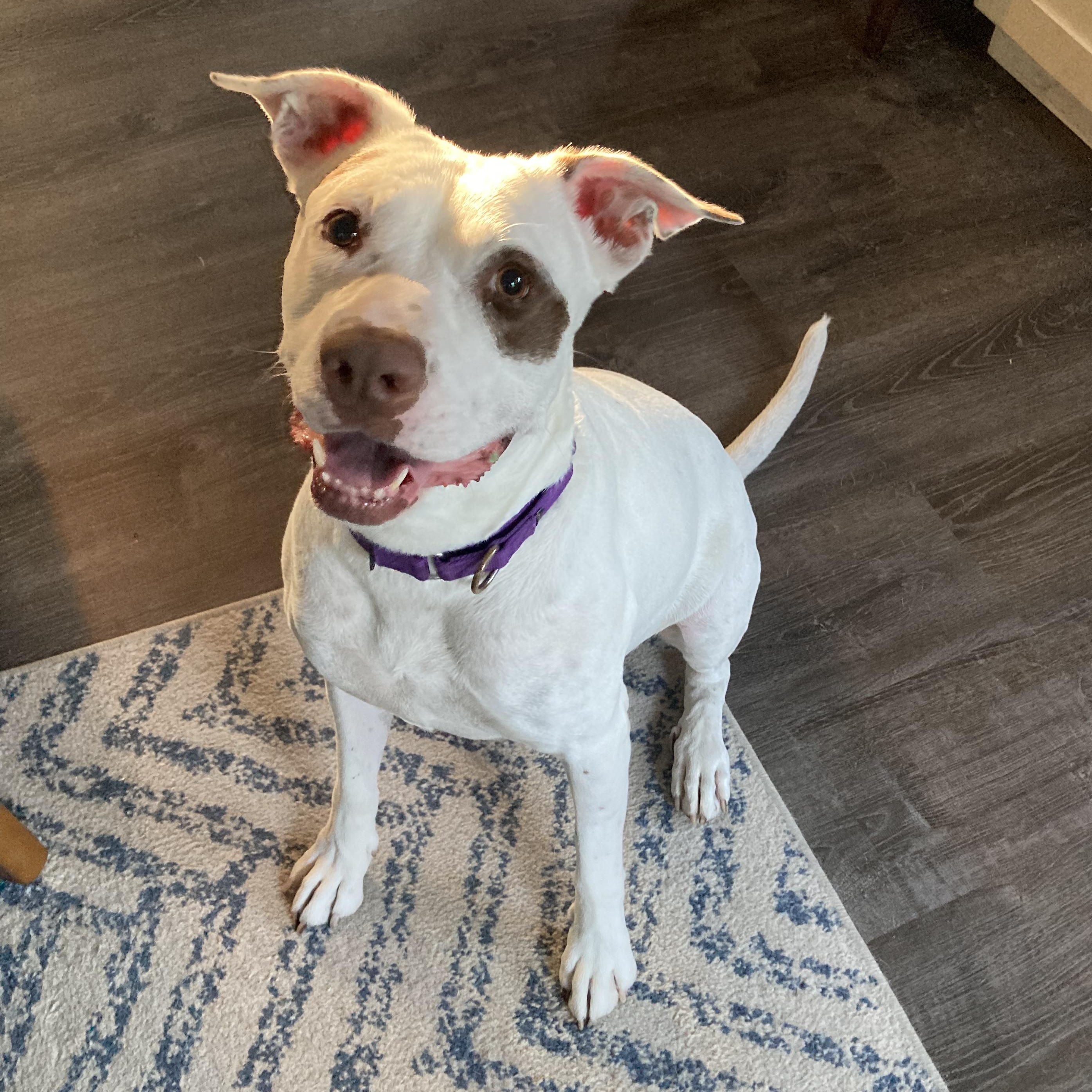 Honey Comb, a Adoptable mixed breed in Warren, RI image 4/6