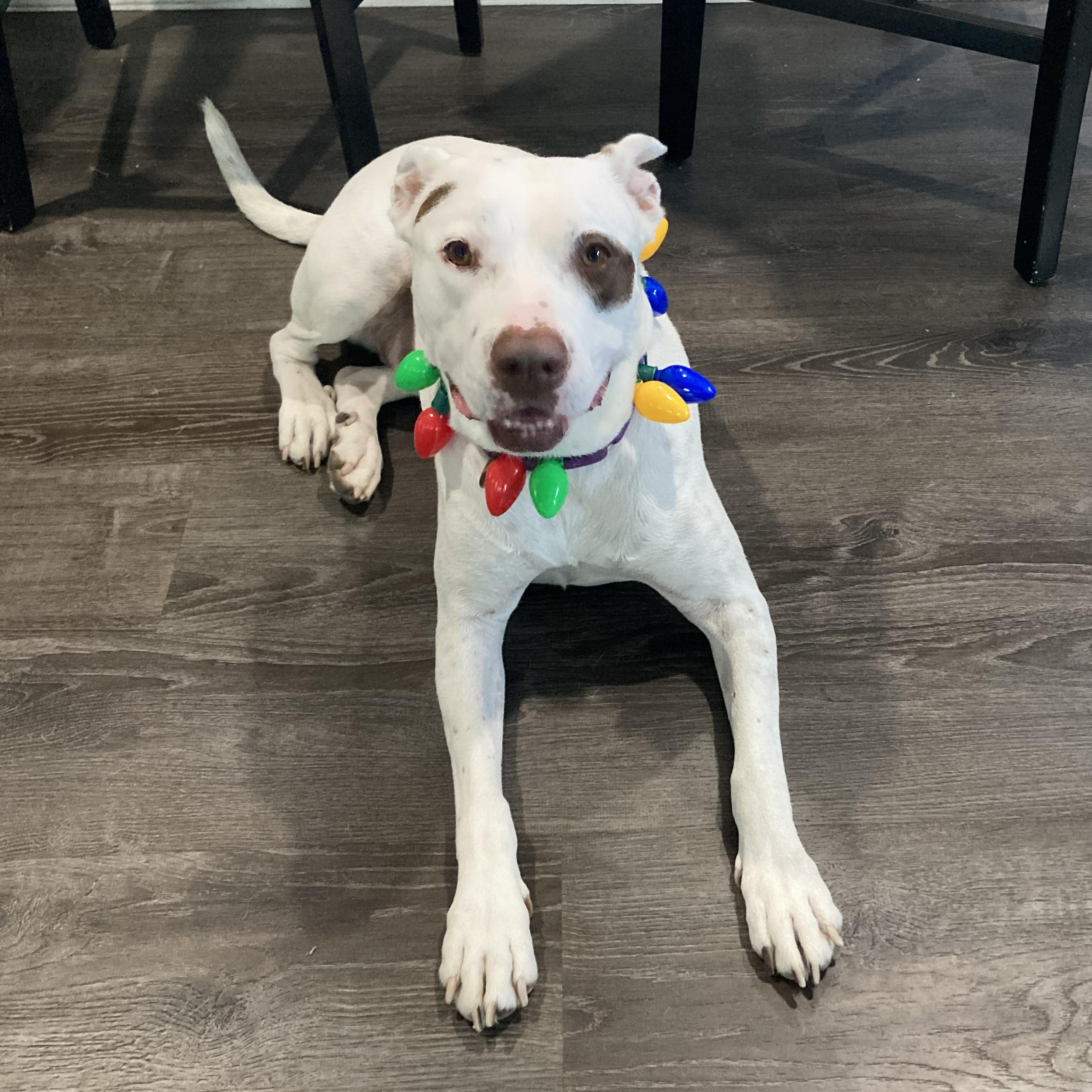 Honey Comb, a Adoptable mixed breed in Warren, RI image 2/6