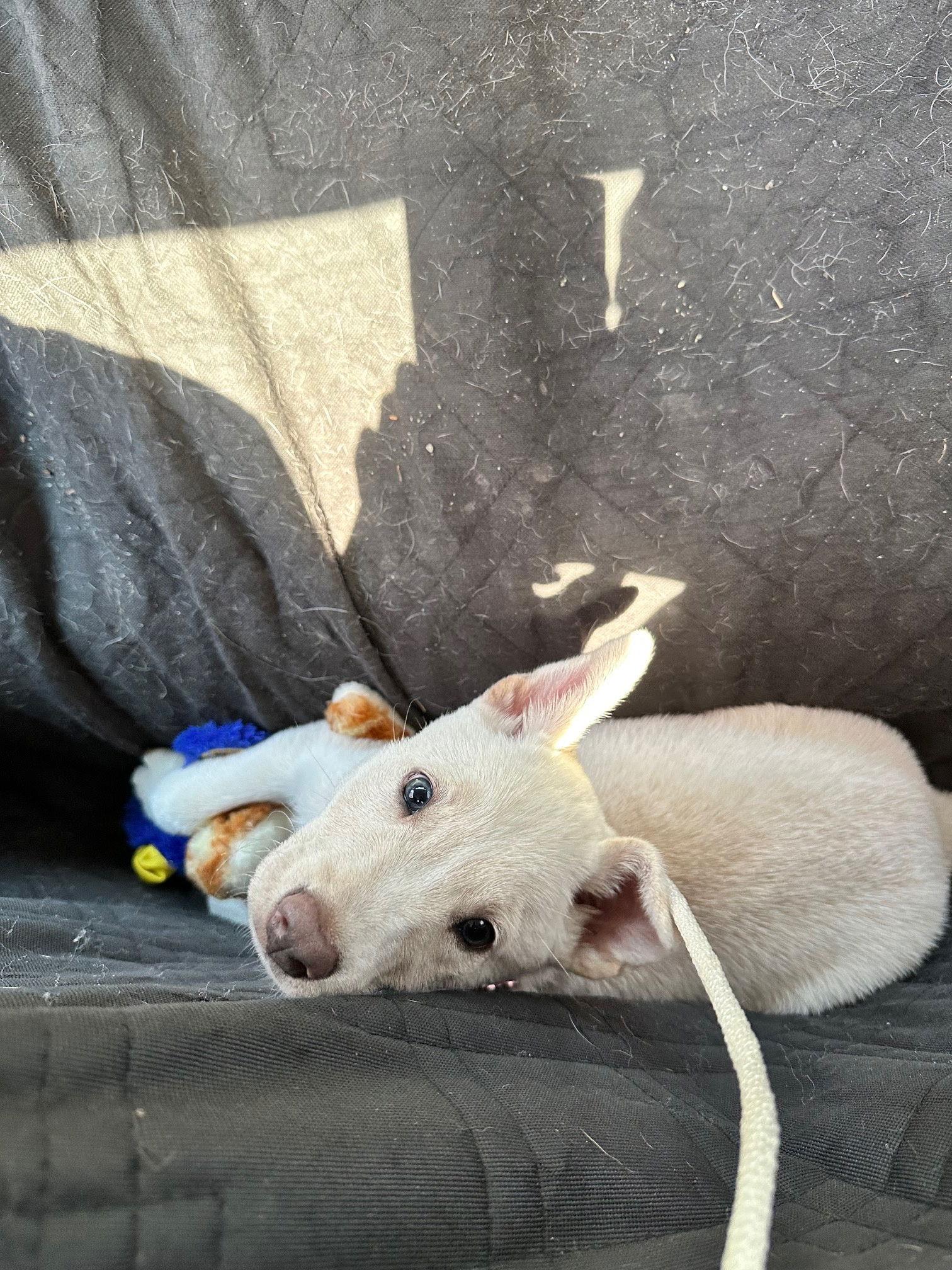 Panda, Adopted, Puppy Female Labrador Retriever & Husky.