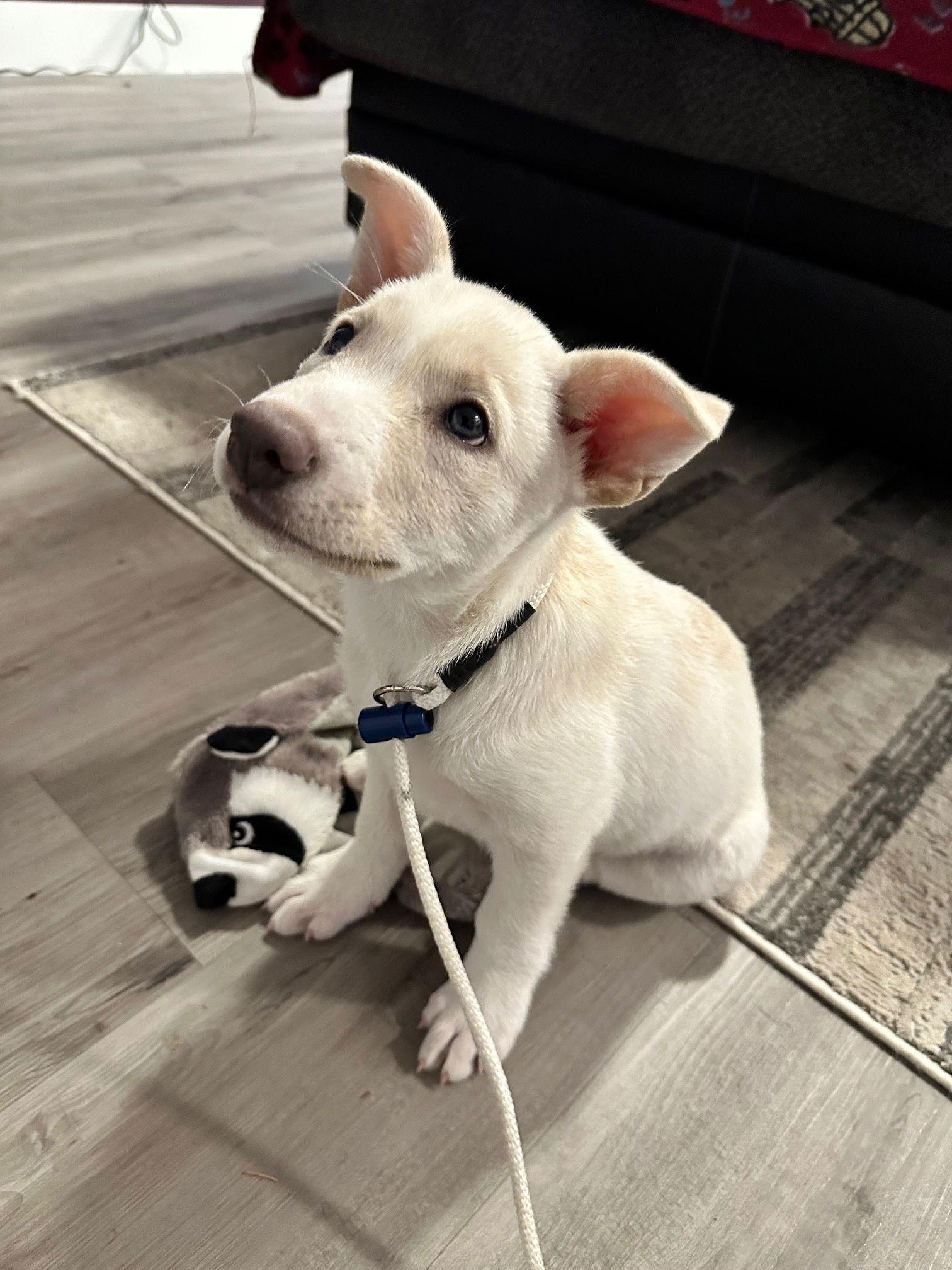 Enlarge Panda, a Adopted mixed breed in Bothell, WA image 2/3