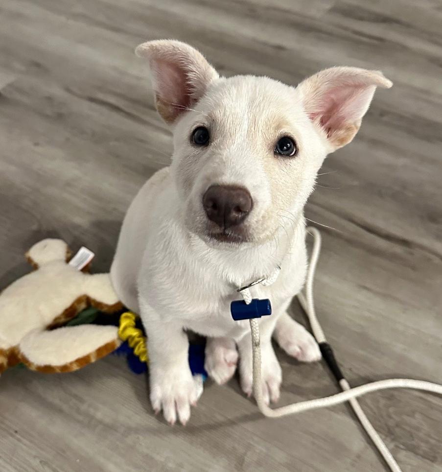 Enlarge Panda, a Adopted mixed breed in Bothell, WA image 3/3