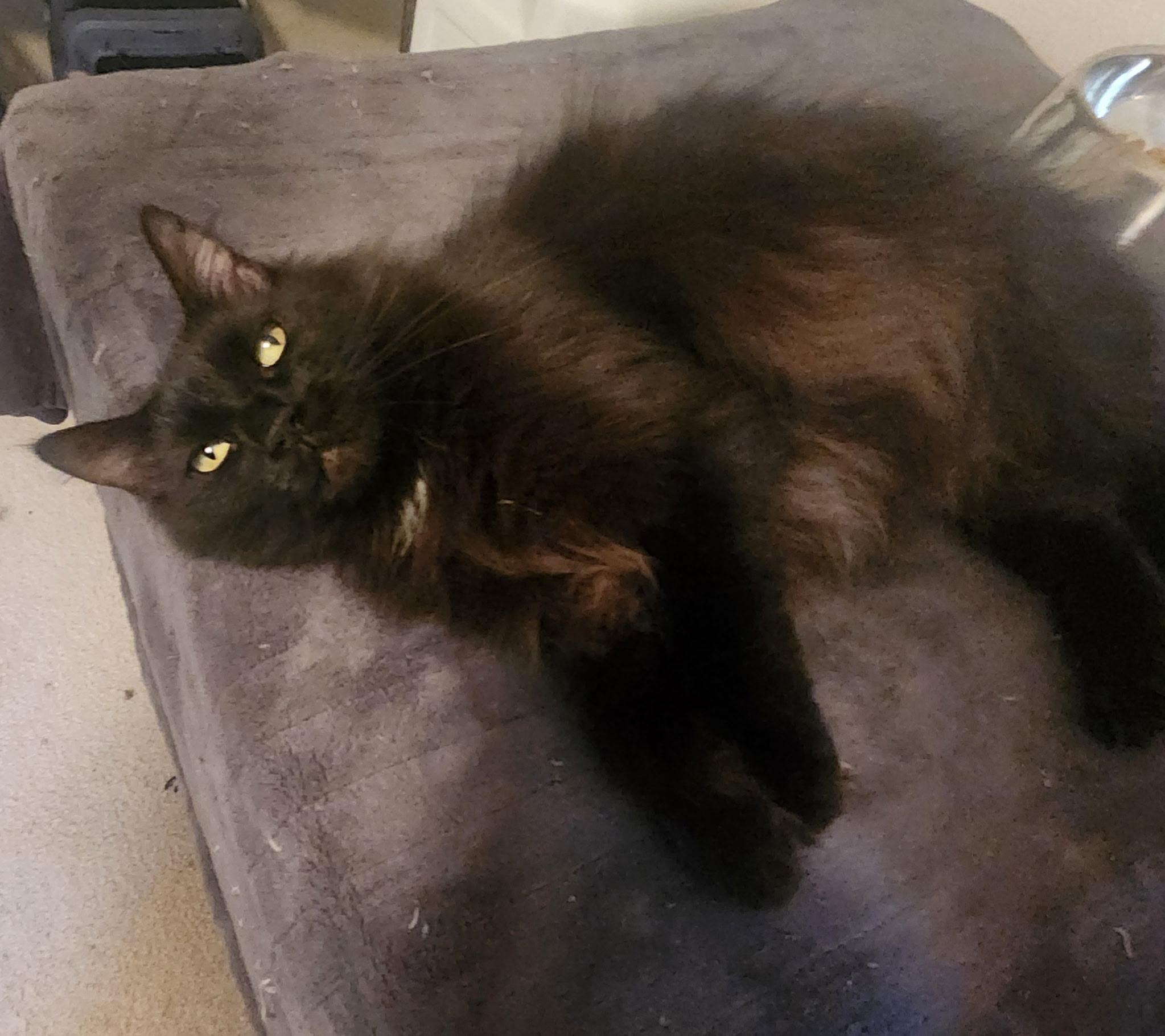 Enlarge Wednesday, a ADOPTABLE Domestic Long Hair in Redding, CA image 2/3