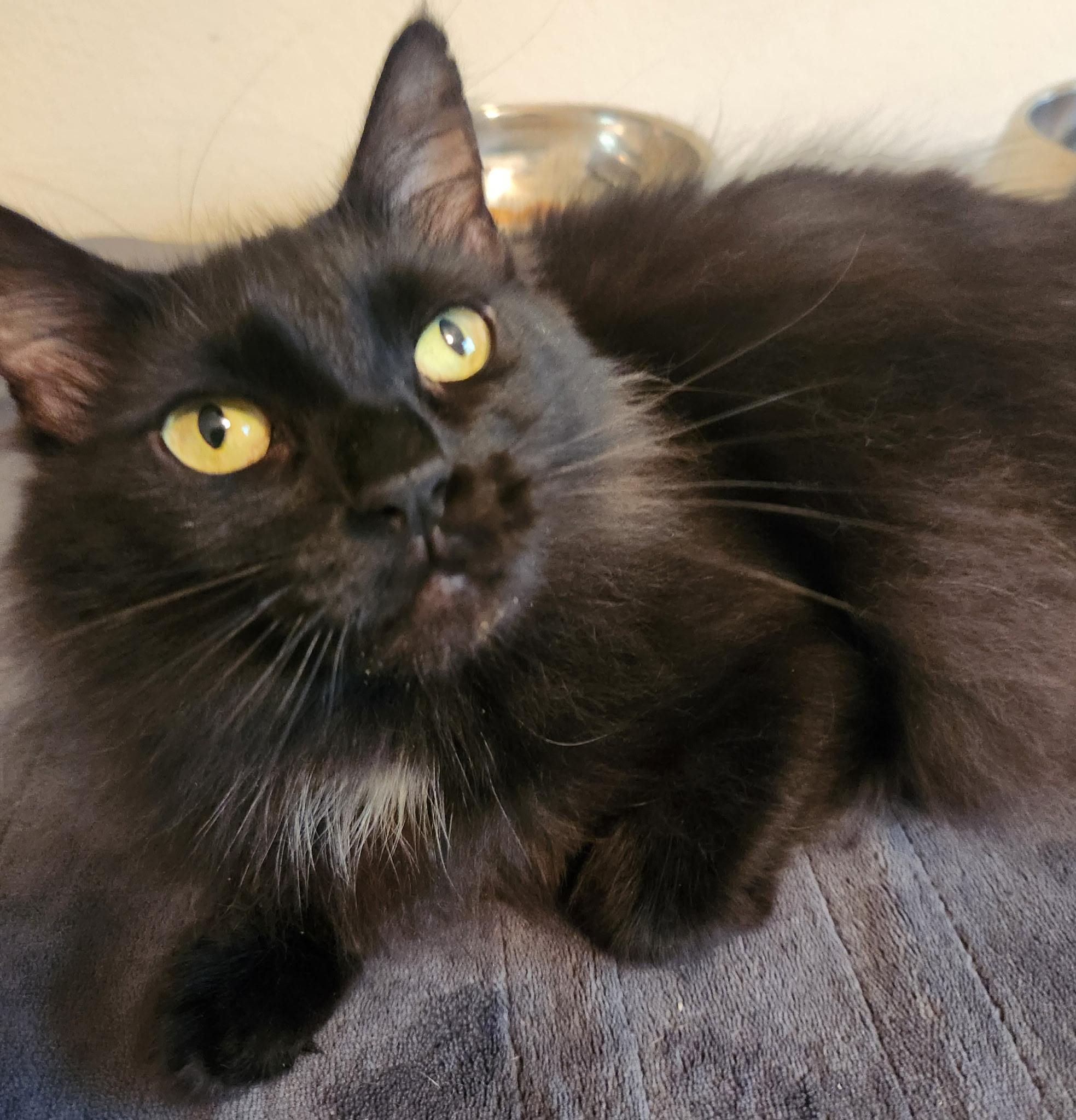 Wednesday, ADOPTABLE, Young Female Domestic Long Hair.