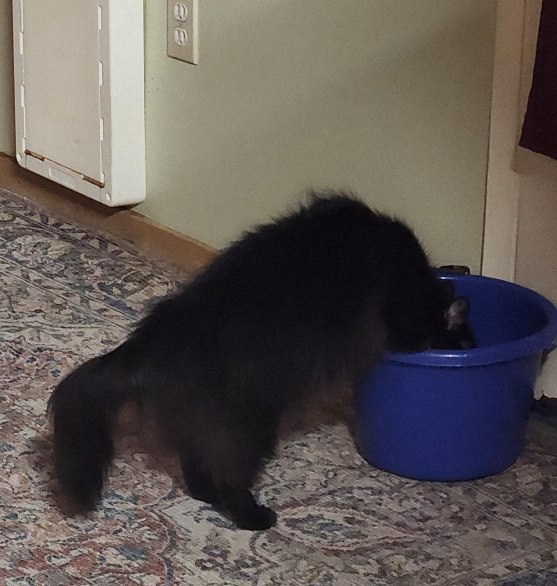 Enlarge Wednesday, a ADOPTABLE Domestic Long Hair in Redding, CA image 3/3