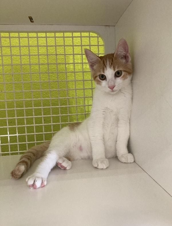 Peaches, adopted, Young Female Domestic Short Hair.