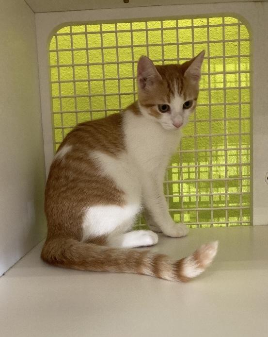 Peaches, adopted, Young Female Domestic Short Hair.