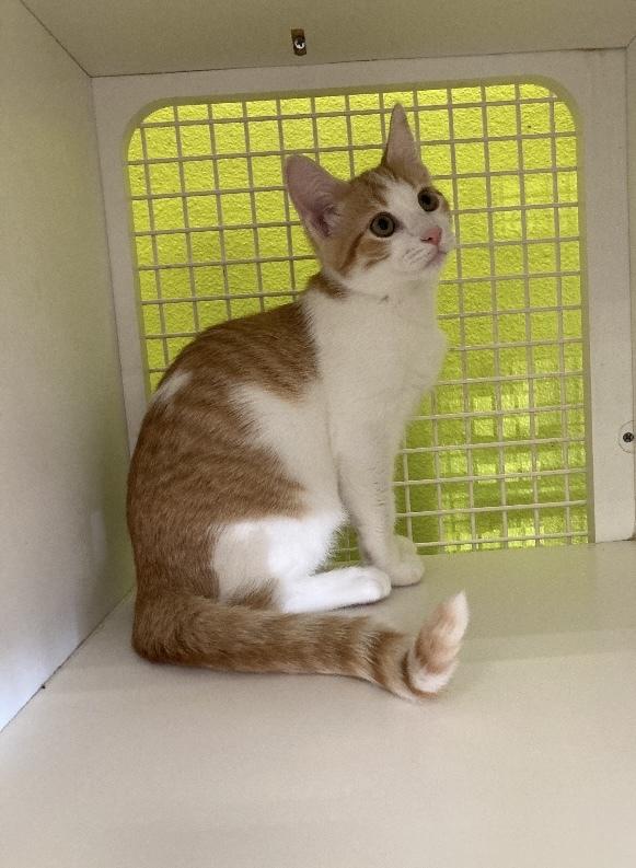 Enlarge Peaches, an adopted Domestic Short Hair in Long Beach, CA image 3/4