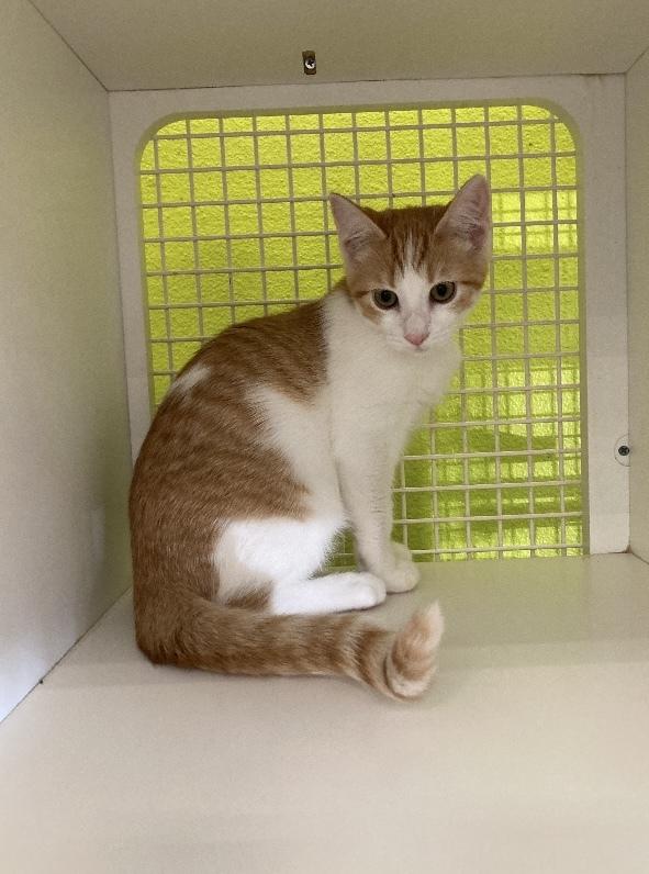 Enlarge Peaches, an adopted Domestic Short Hair in Long Beach, CA image 4/4