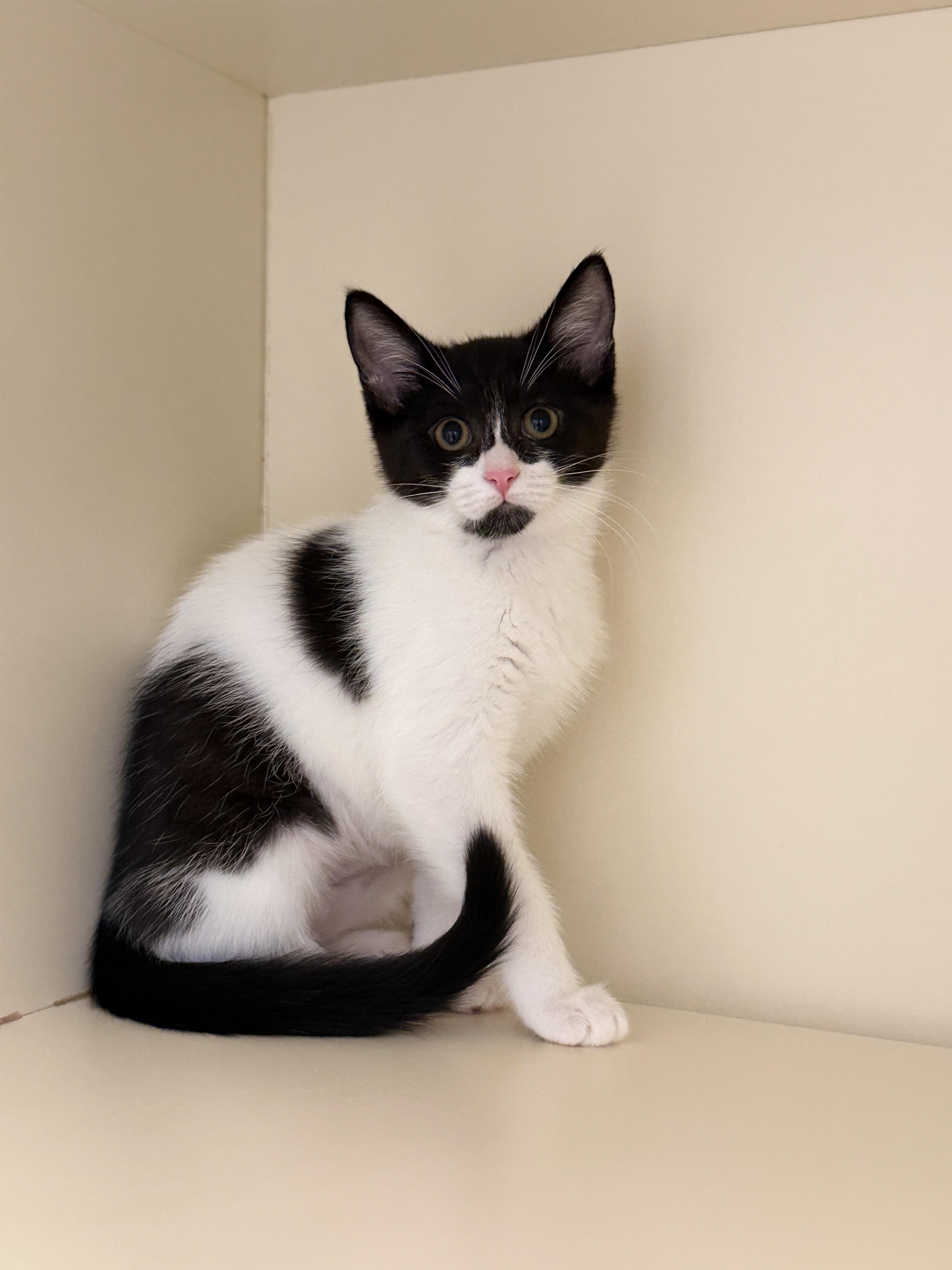 Ida, Adoptable, Kitten Female Domestic Short Hair.