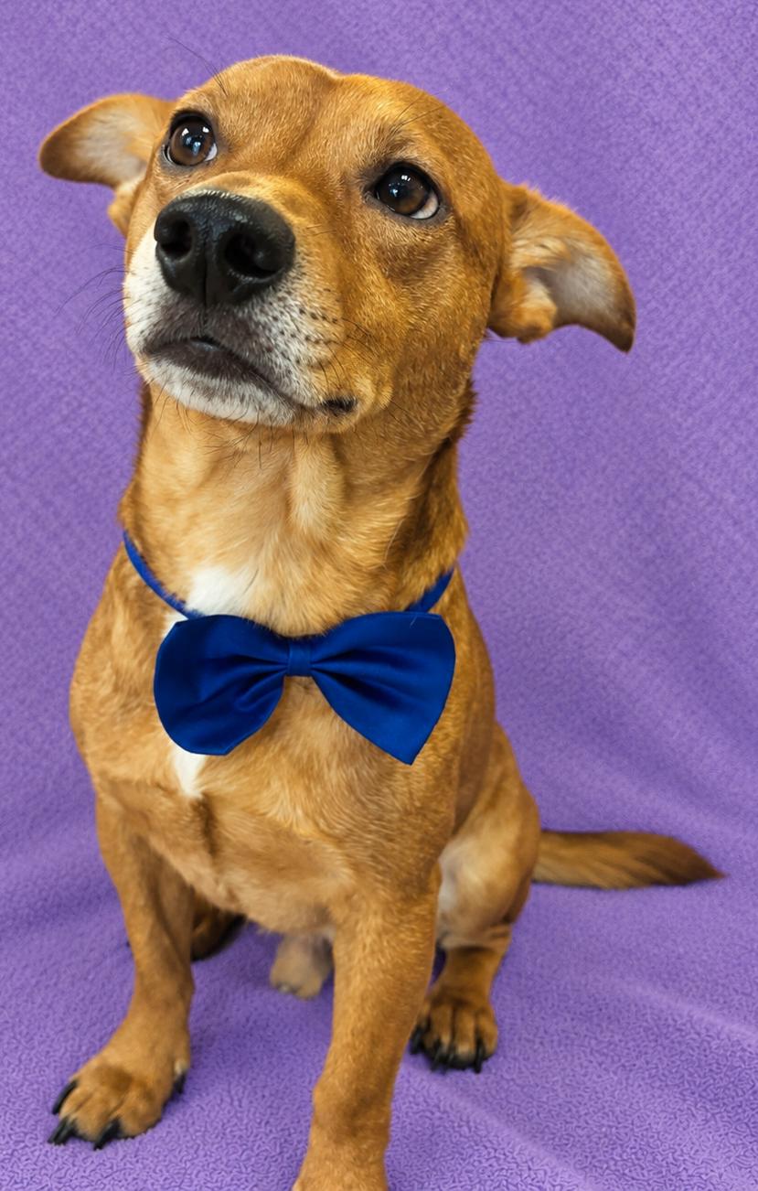 Enlarge Ponsone (Sunny), a Adopted Chiweenie in Lodi, CA image 4/5