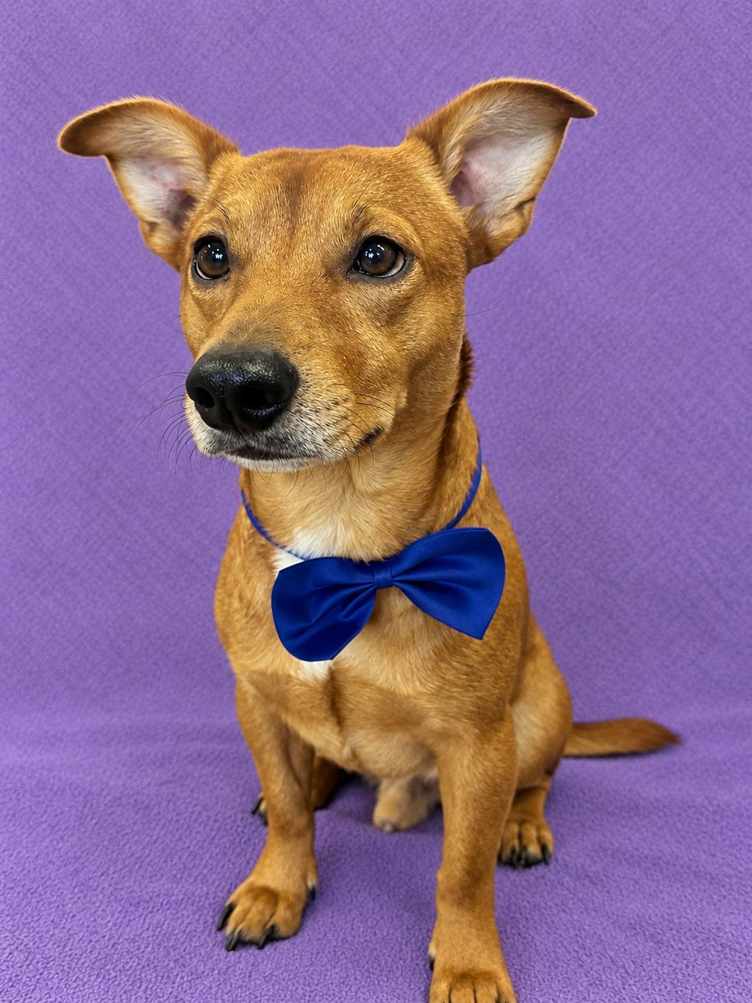 Enlarge Ponsone (Sunny), a Adopted Chiweenie in Lodi, CA image 3/5