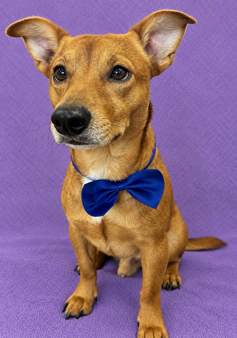 Enlarge Ponsone (Sunny), a Adopted Chiweenie in Lodi, CA image 5/5