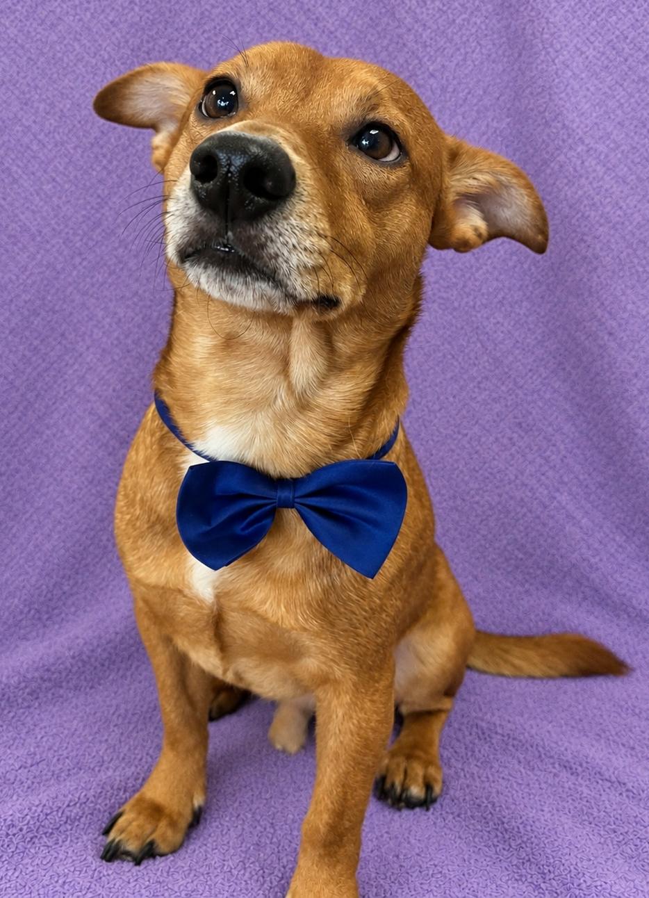 Enlarge Ponsone (Sunny), a Adopted Chiweenie in Lodi, CA image 2/5