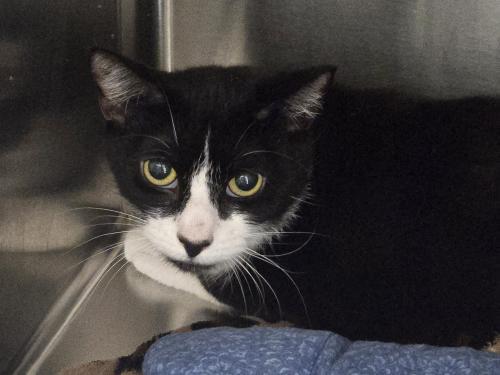 Toby, Adoptable, Adult Female Domestic Short Hair.