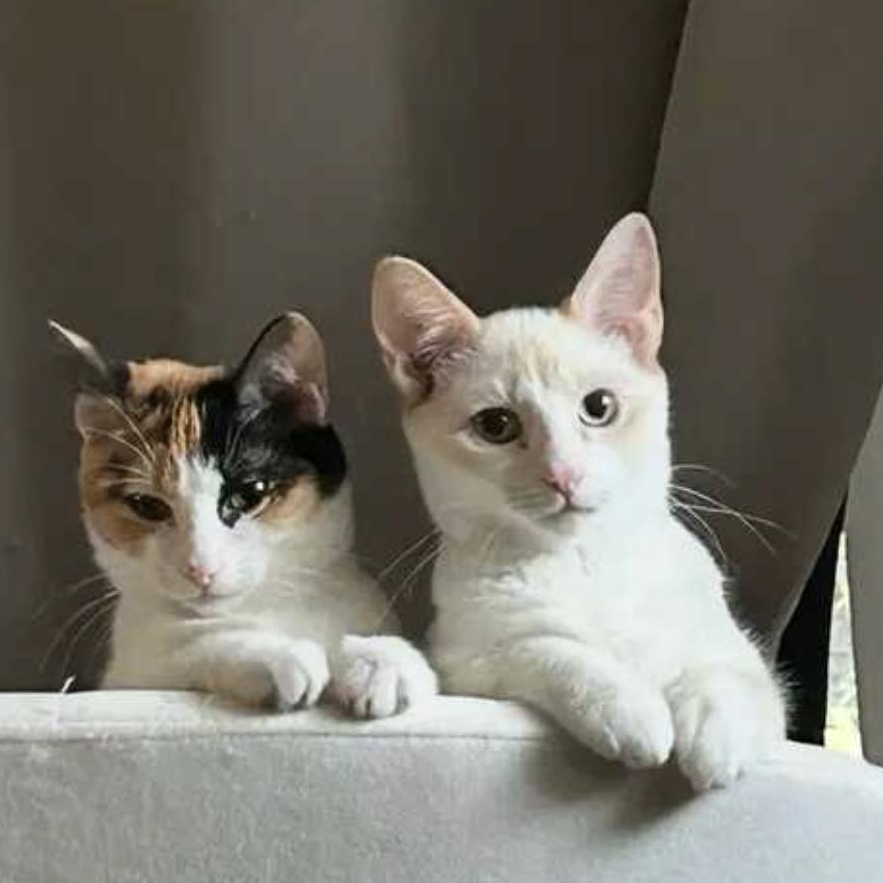 Chloe, a ADOPTABLE Calico in Marble Falls, TX image 6/6
