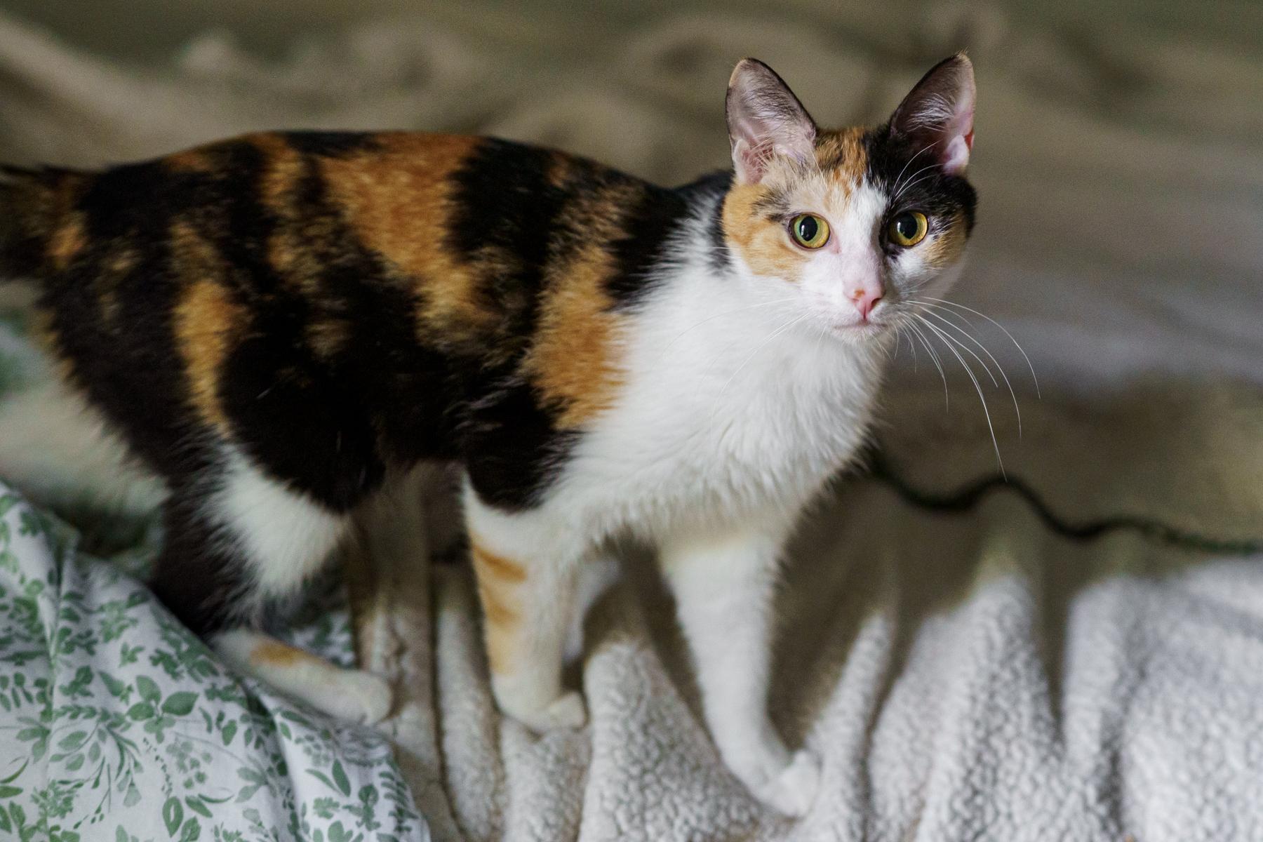Chloe, a ADOPTABLE Calico in Marble Falls, TX image 4/6