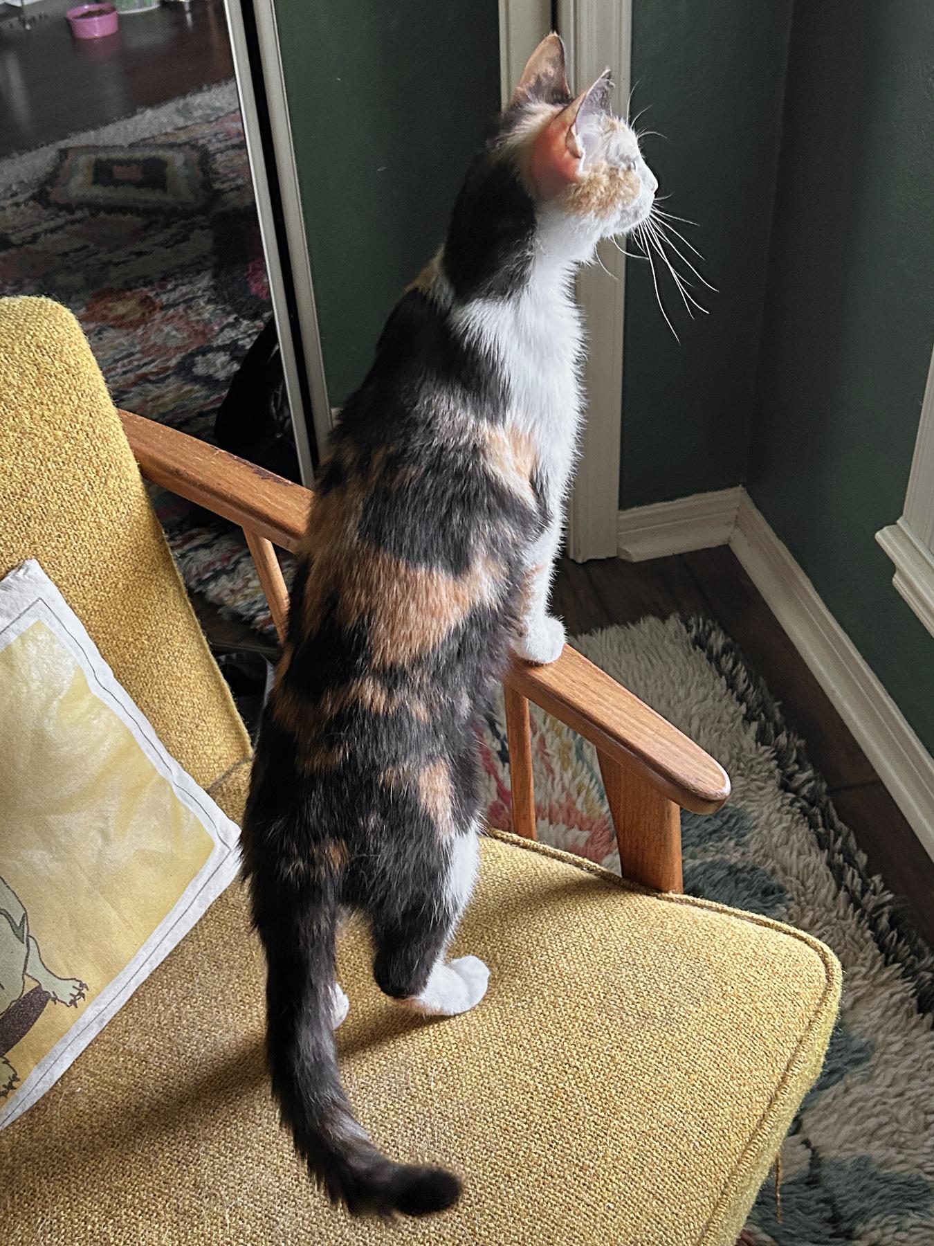 Chloe, a ADOPTABLE Calico in Marble Falls, TX image 5/6