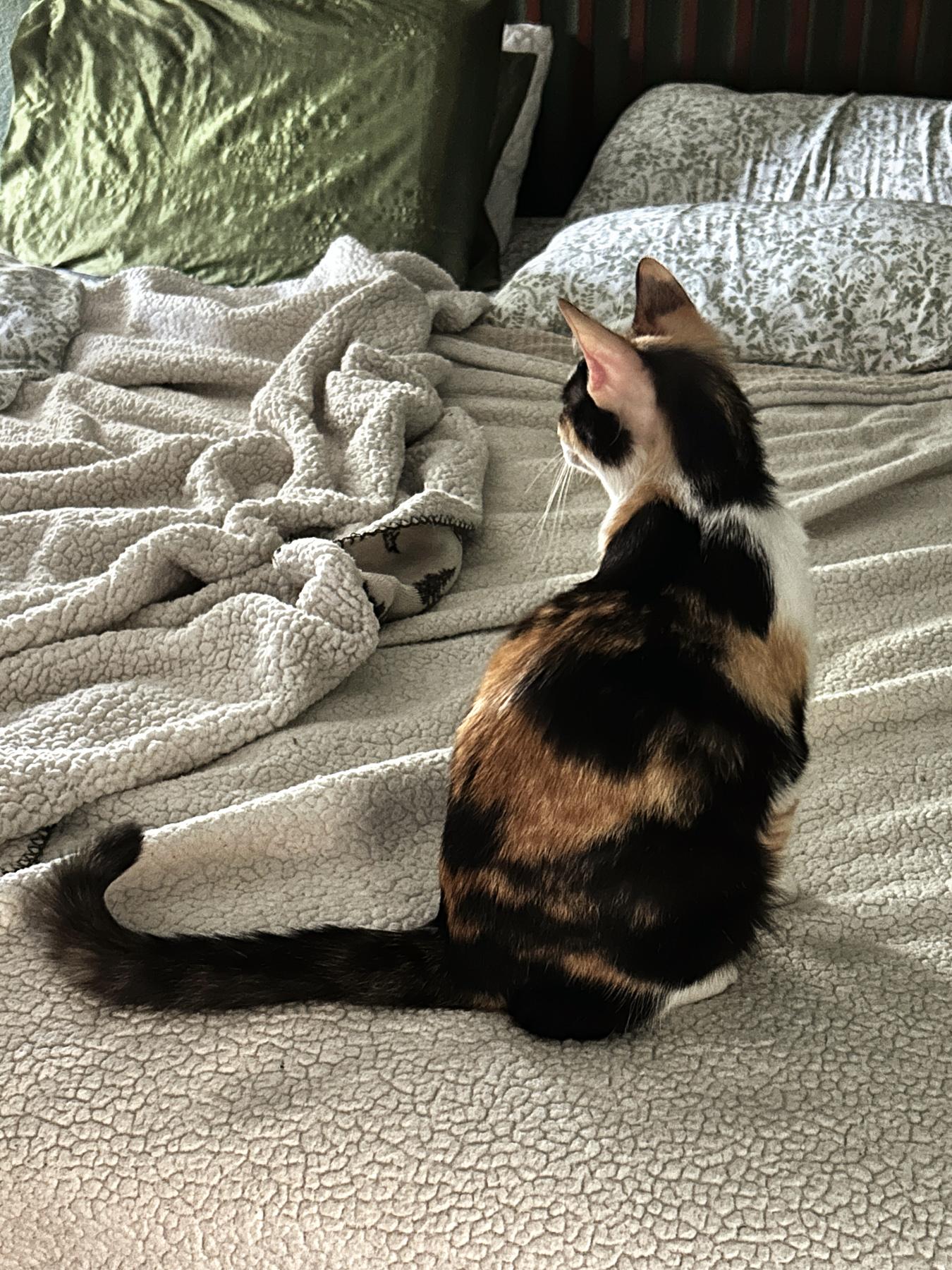 Chloe, a ADOPTABLE Calico in Marble Falls, TX image 2/6