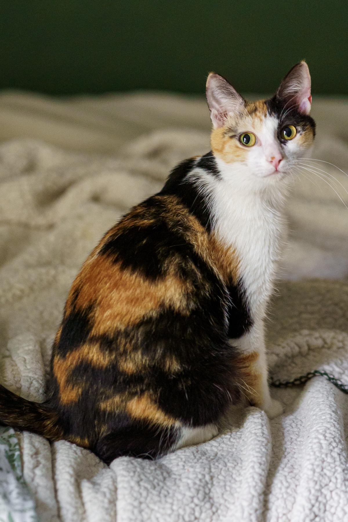 Chloe, ADOPTABLE, Young Female Calico.