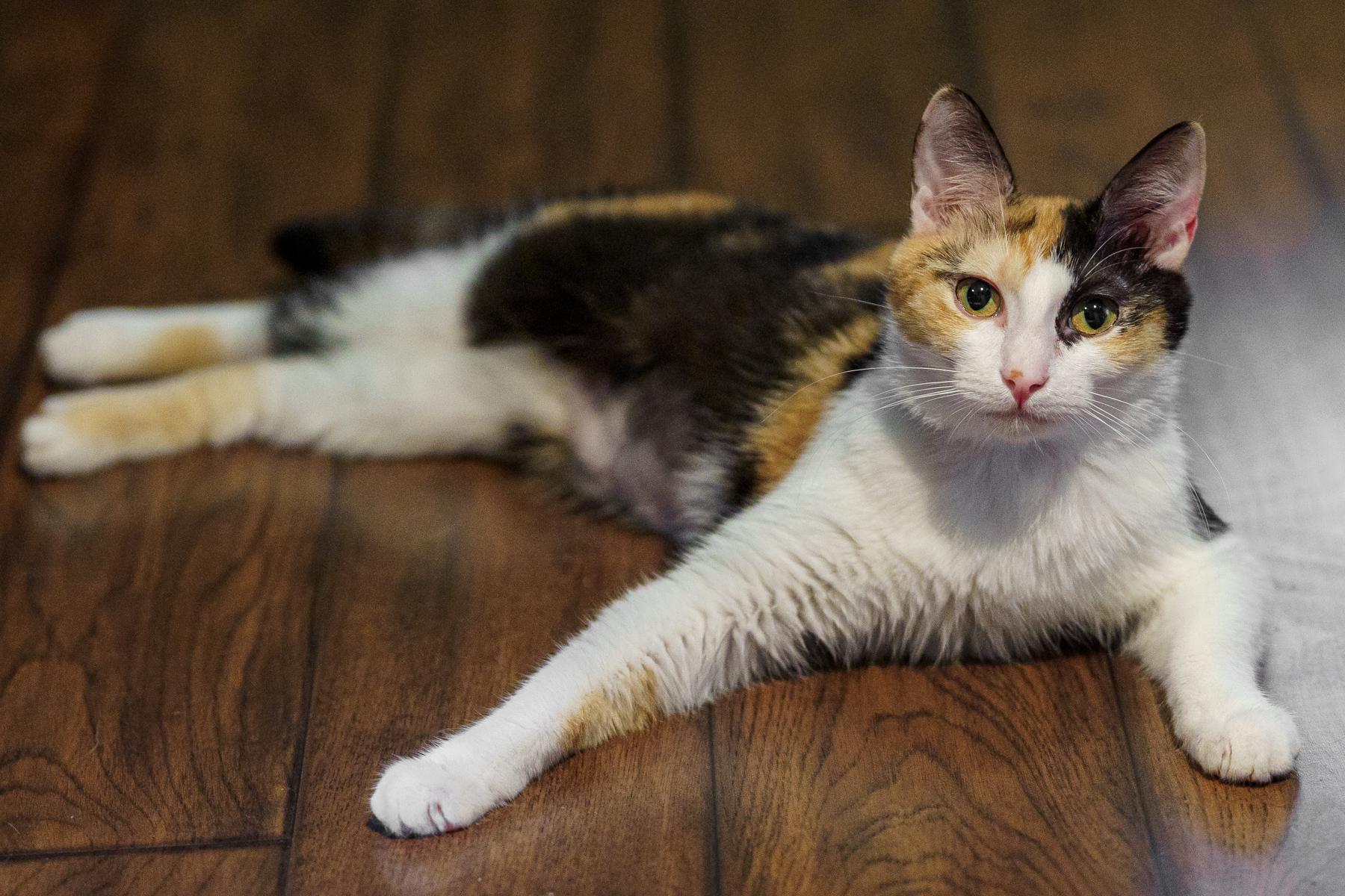 Chloe, a ADOPTABLE Calico in Marble Falls, TX image 3/6