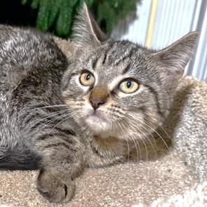 SELENA - THE SOFTEST, SWEETEST BENGAL, a Adoptable mixed breed in Danbury, CT image 2/6