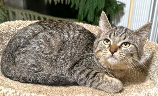 SELENA - THE SOFTEST, SWEETEST BENGAL, a Adoptable mixed breed in Danbury, CT image 6/6