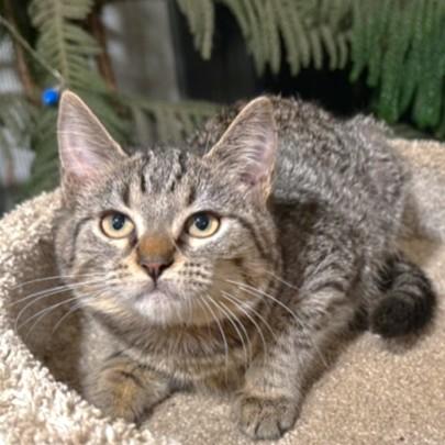 SELENA - THE SOFTEST, SWEETEST BENGAL, a Adoptable mixed breed in Danbury, CT image 5/6