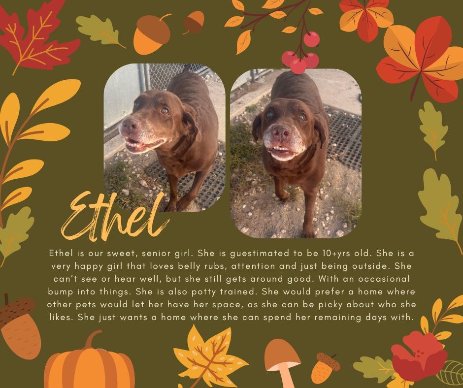 Ethel, Adoptable, Senior Female Labrador Retriever.