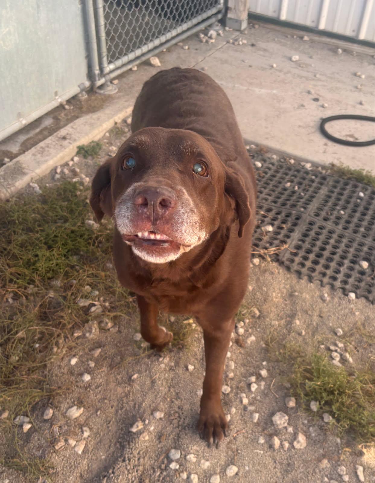 Enlarge Ethel, a other Labrador Retriever in Pontiac, IL image 2/3