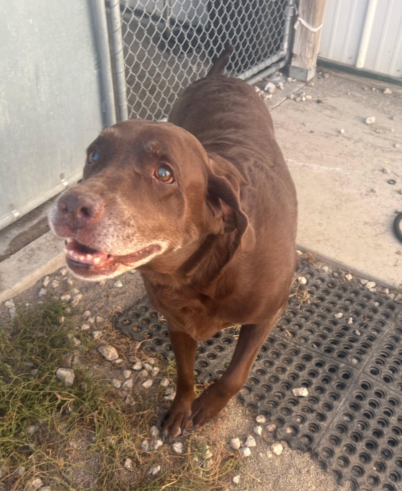 Enlarge Ethel, a other Labrador Retriever in Pontiac, IL image 3/3