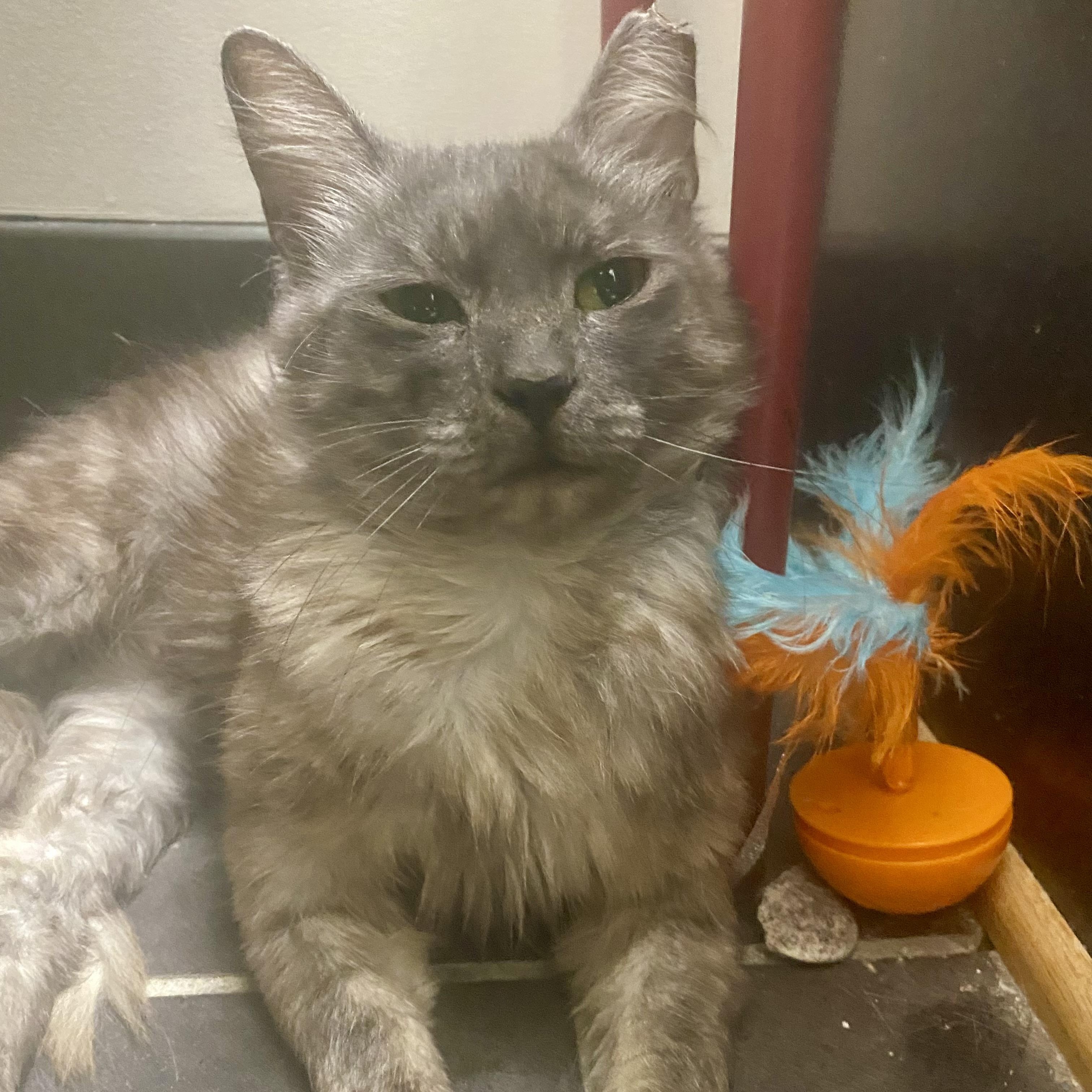 Enlarge Geraldine, a ADOPTABLE Domestic Medium Hair in Richmond, VA image 2/3