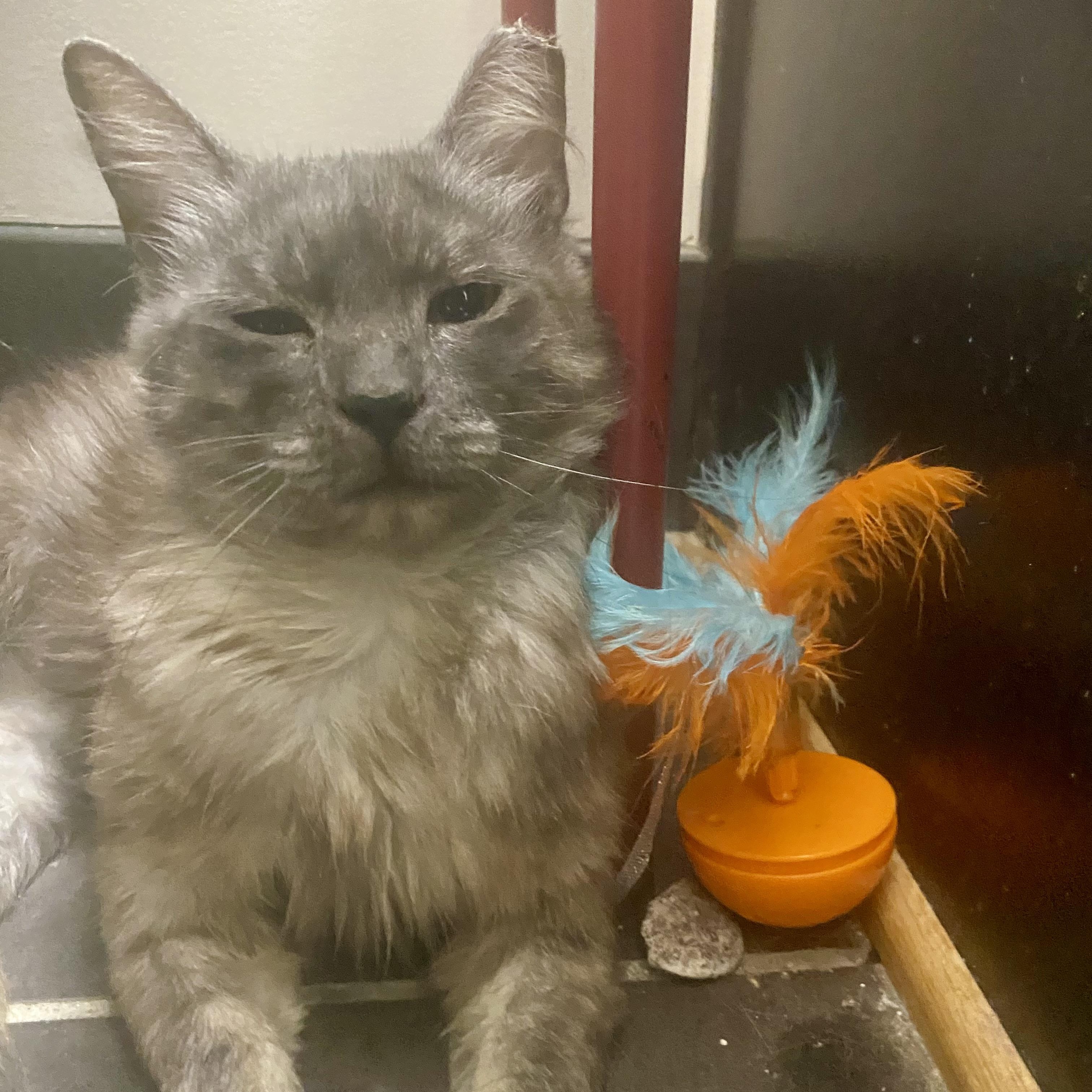 Enlarge Geraldine, a ADOPTABLE Domestic Medium Hair in Richmond, VA image 3/3