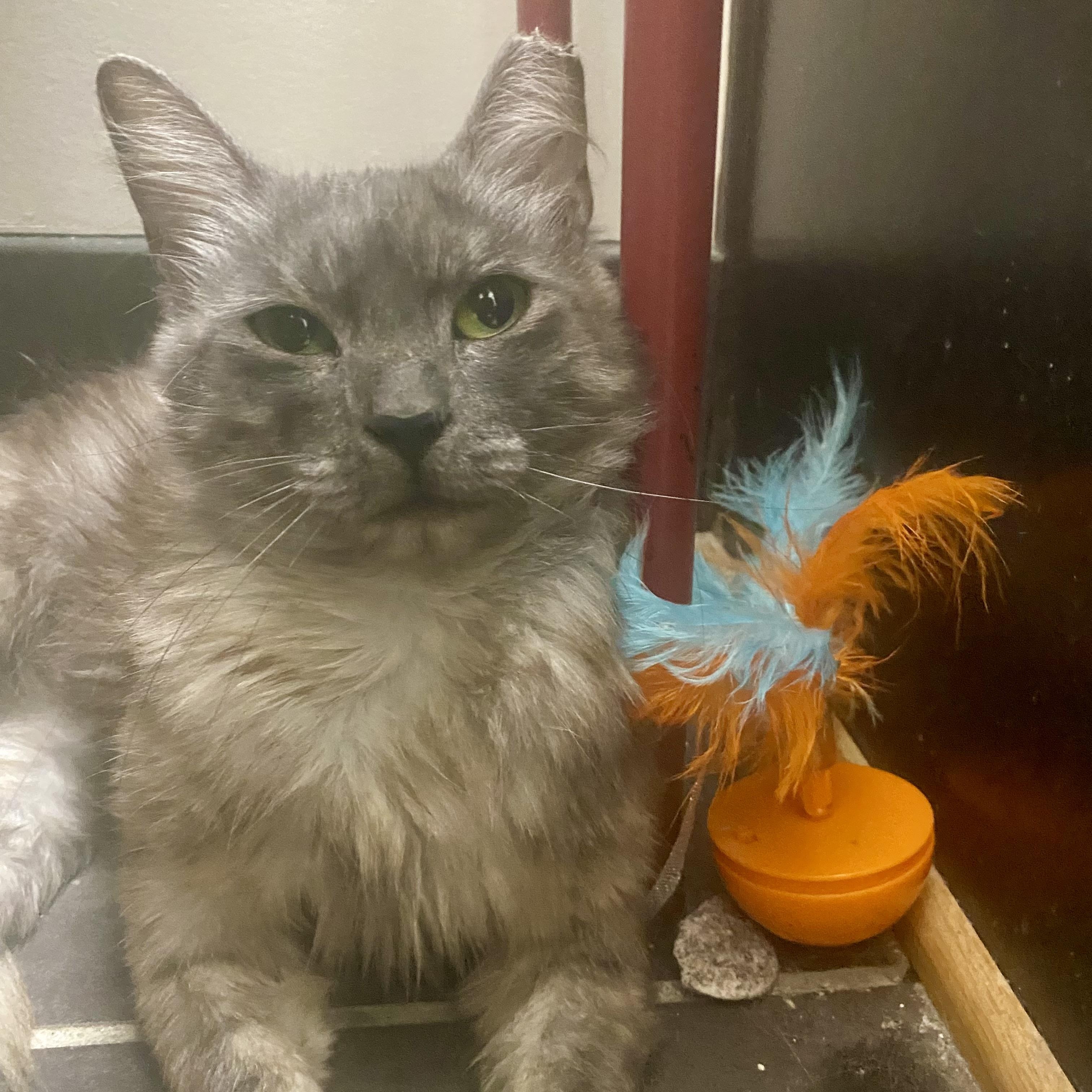 Geraldine, ADOPTABLE, Young Female Domestic Medium Hair.