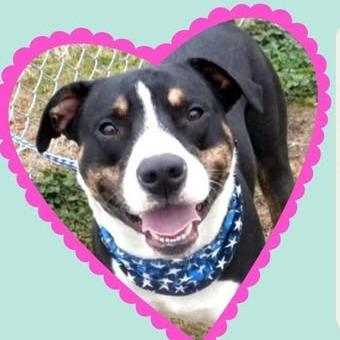 Rocket, Adoptable, Adult Male Mixed Breed.