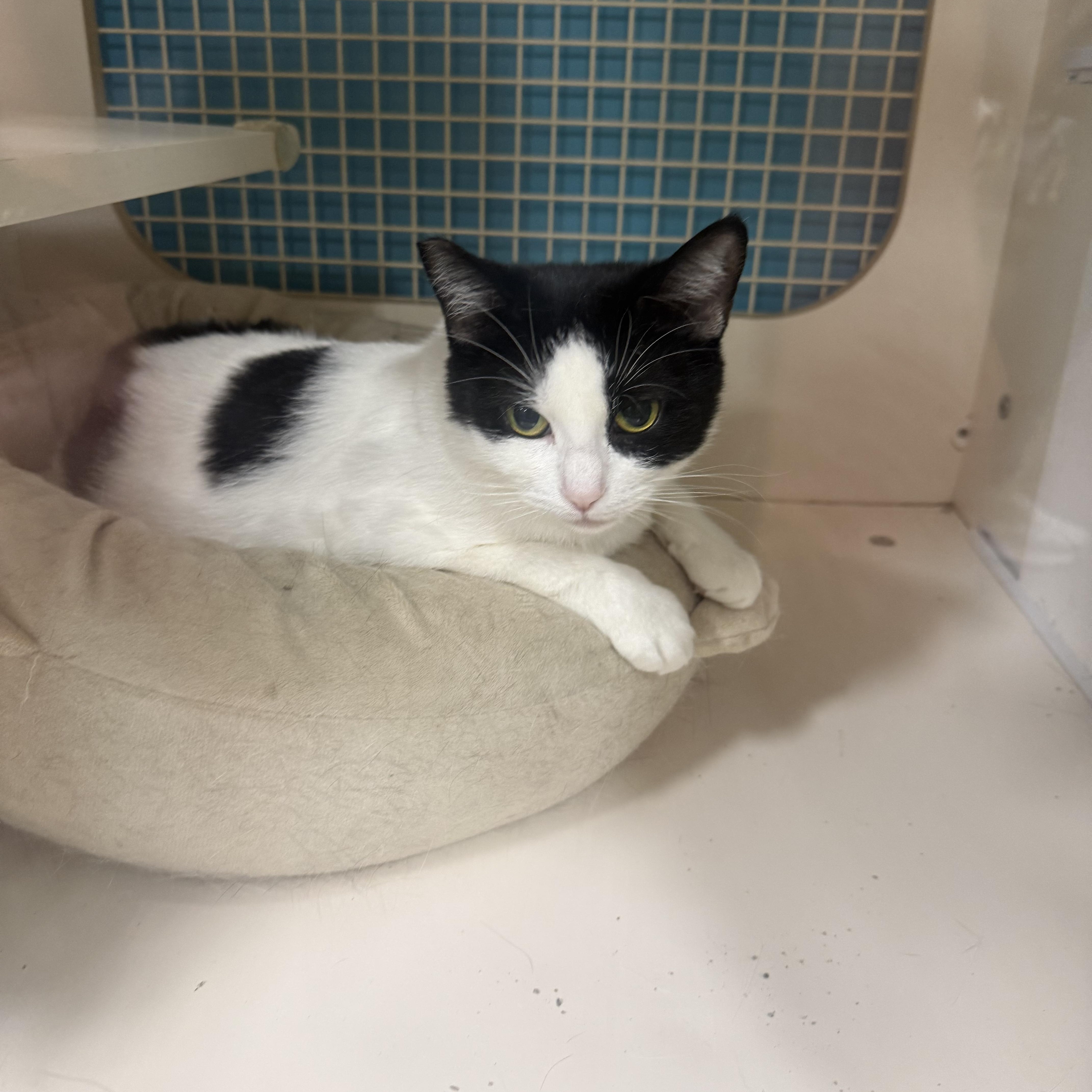 Apache, Adoptable, Adult Female Tuxedo.