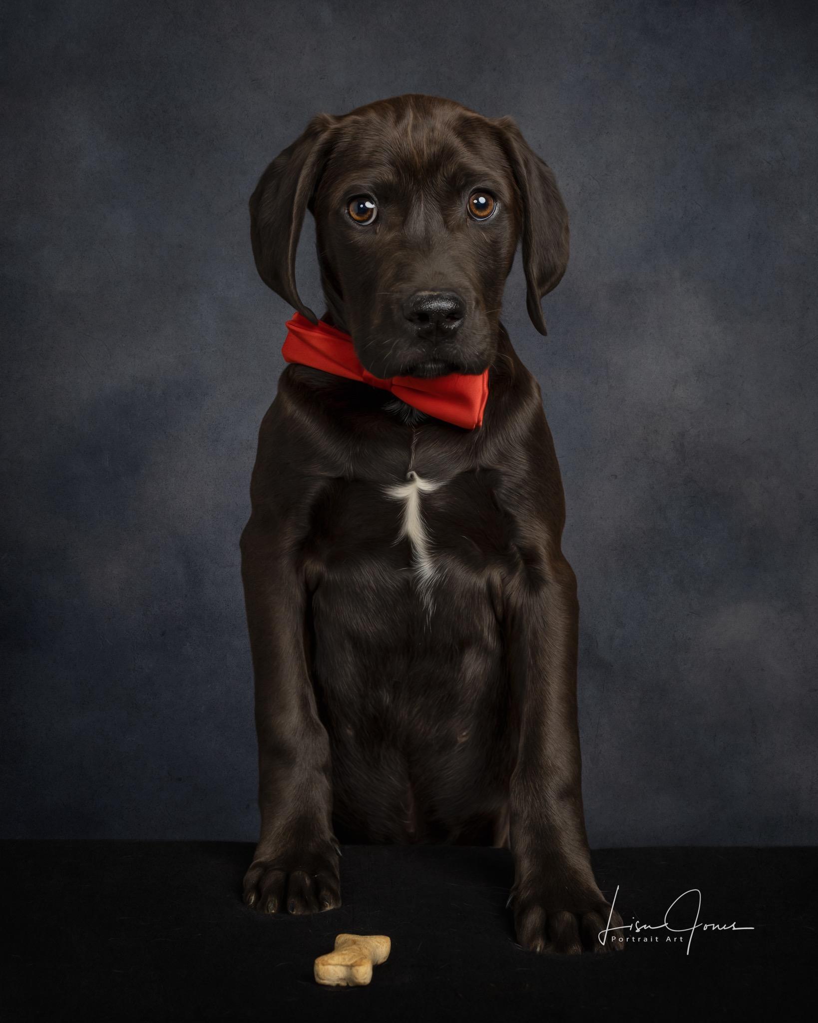 Mowgli, ADOPTABLE, Puppy Male Mixed Breed.