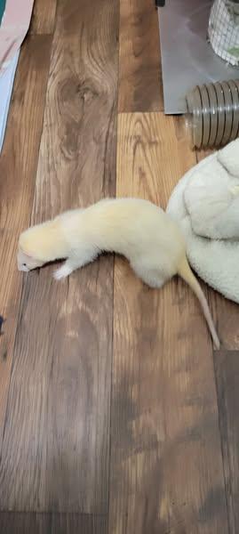 Enlarge Tatum, a Adoptable Ferret in Acworth, GA image 1/1