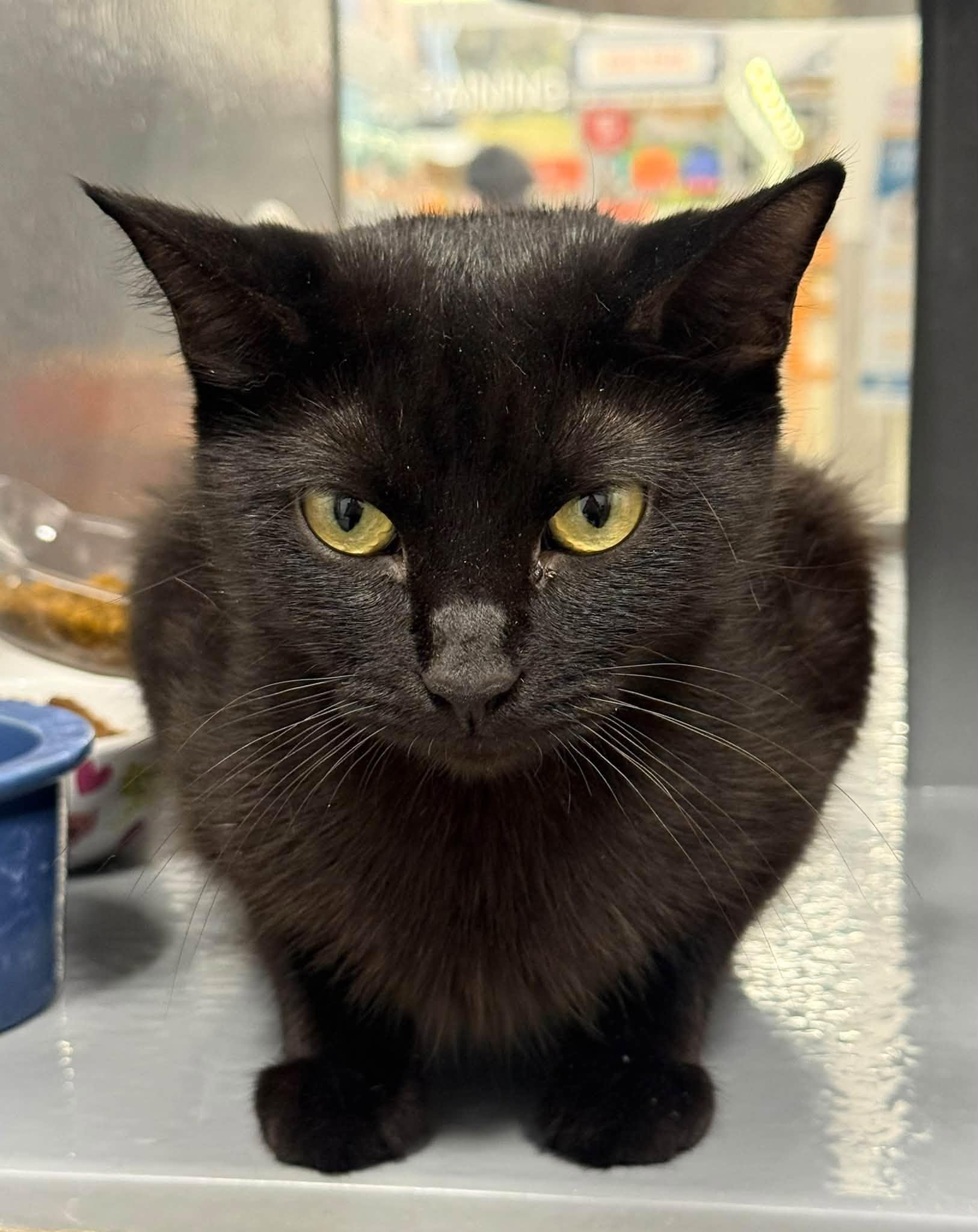 Enlarge Lena, Gentle Observer, Playtime Partner, a Adoptable American Shorthair in Columbus, OH image 3/3