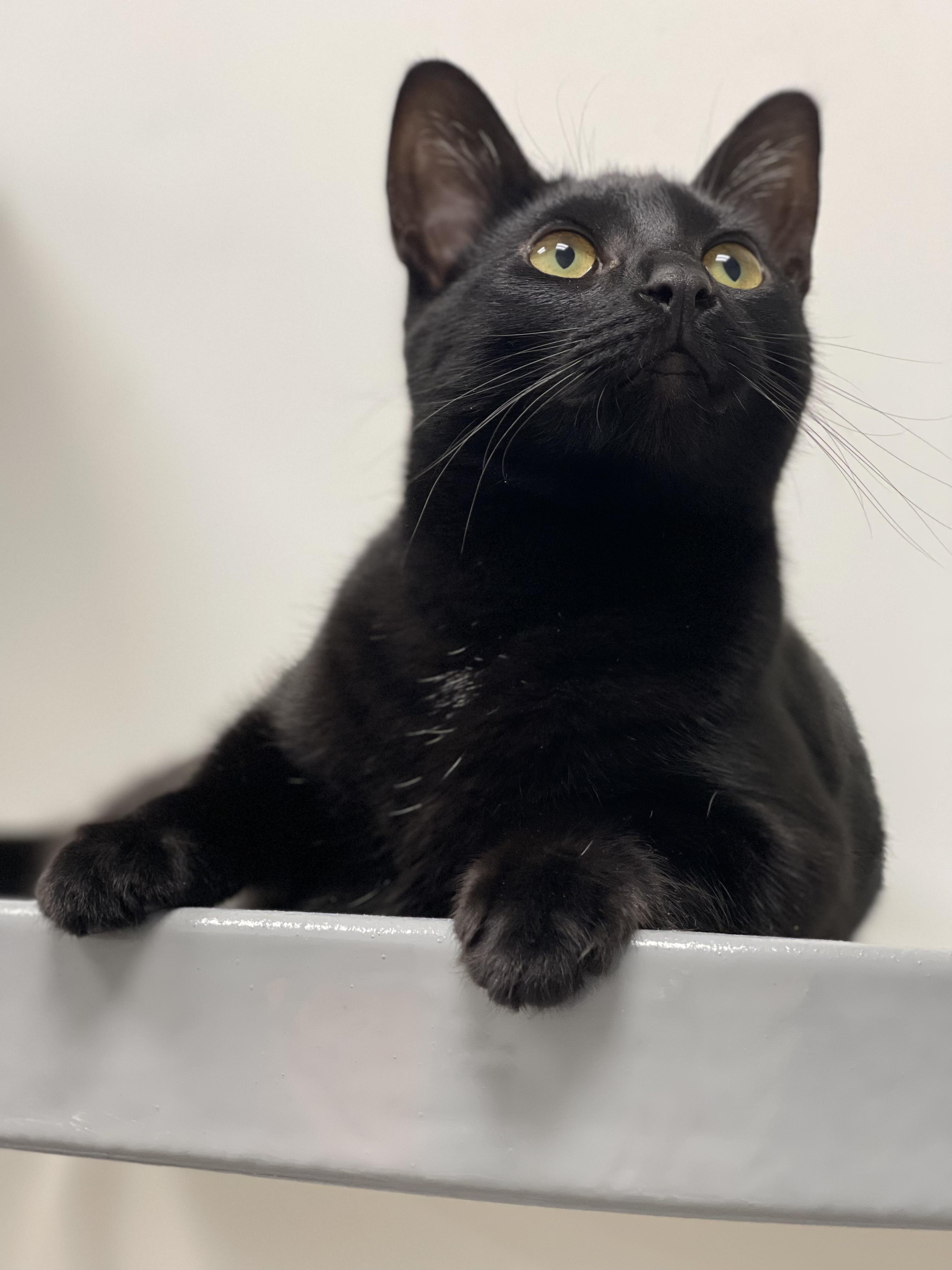 Enlarge Lena, Gentle Observer, Playtime Partner, a Adoptable American Shorthair in Columbus, OH image 2/3