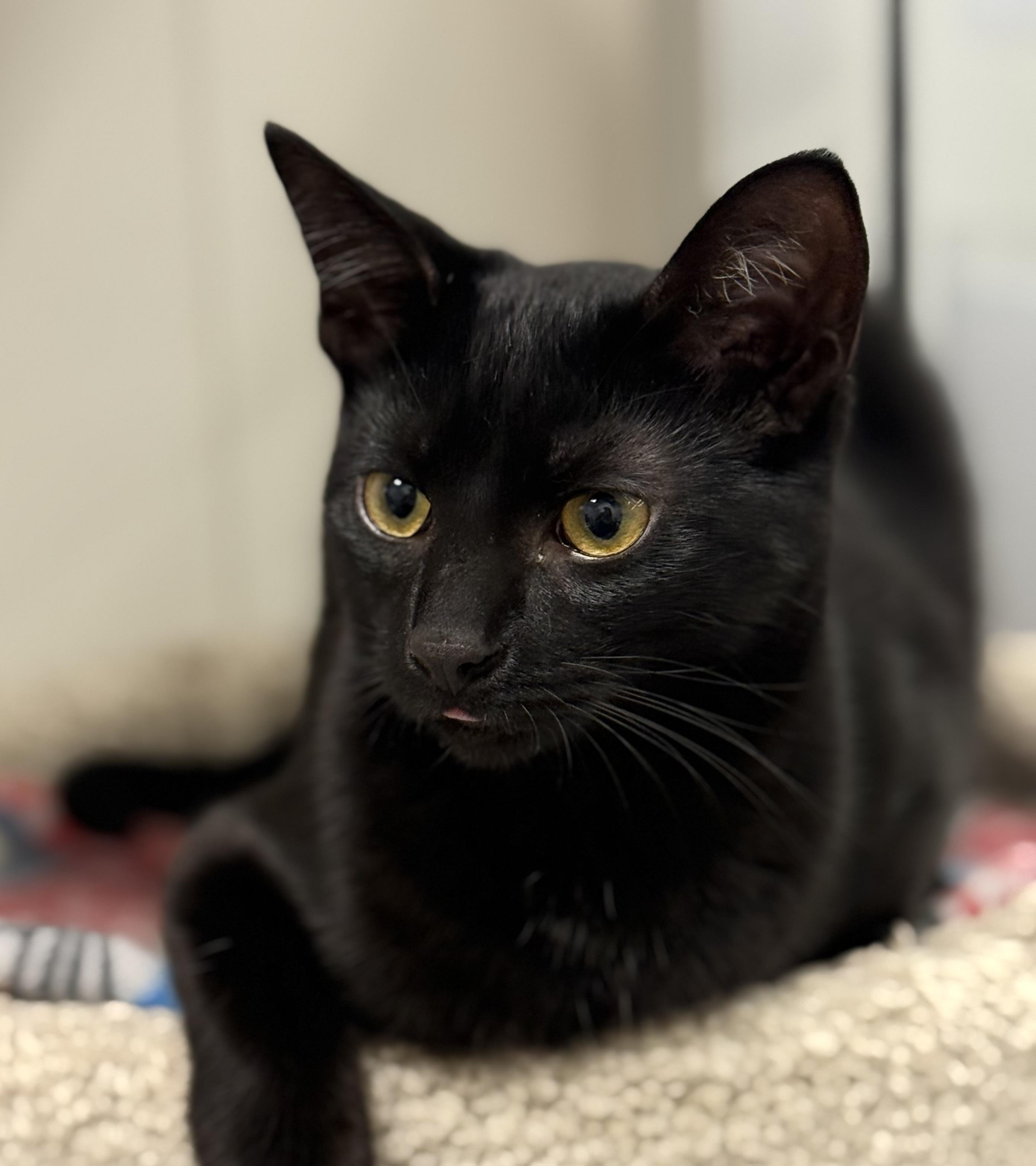 Lena, Gentle Observer, Playtime Partner, Adoptable, Kitten Female American Shorthair.