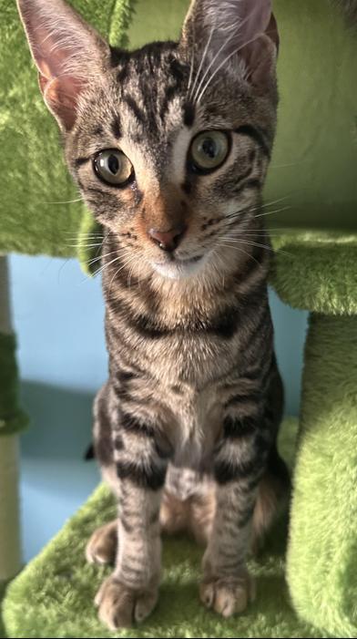 Camo — thumbnail 2