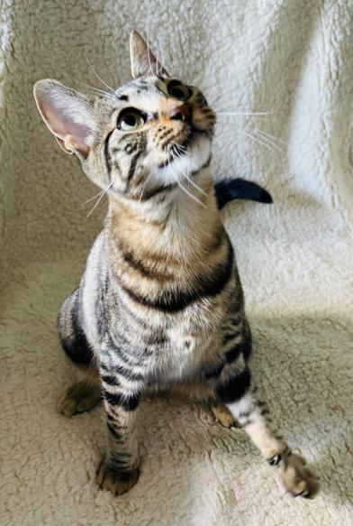 Camo — thumbnail 3