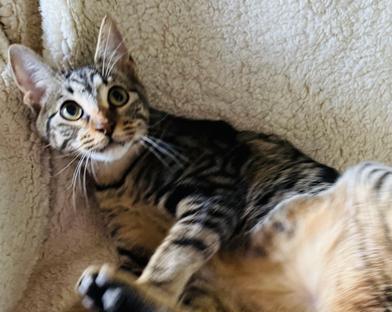 Camo — thumbnail 5