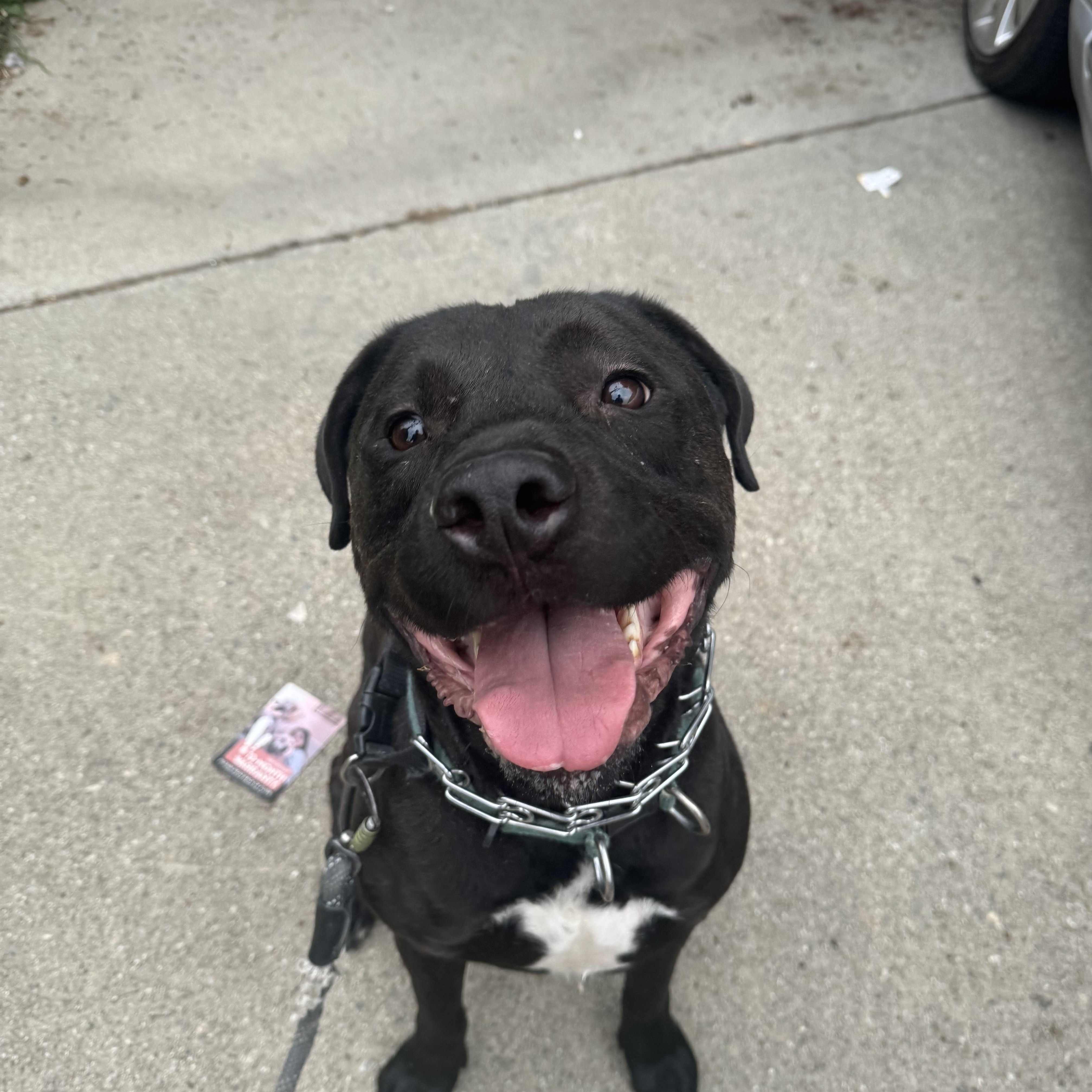 Shadow, a Adoptable Pit Bull Terrier in Claremont, CA image 1/6