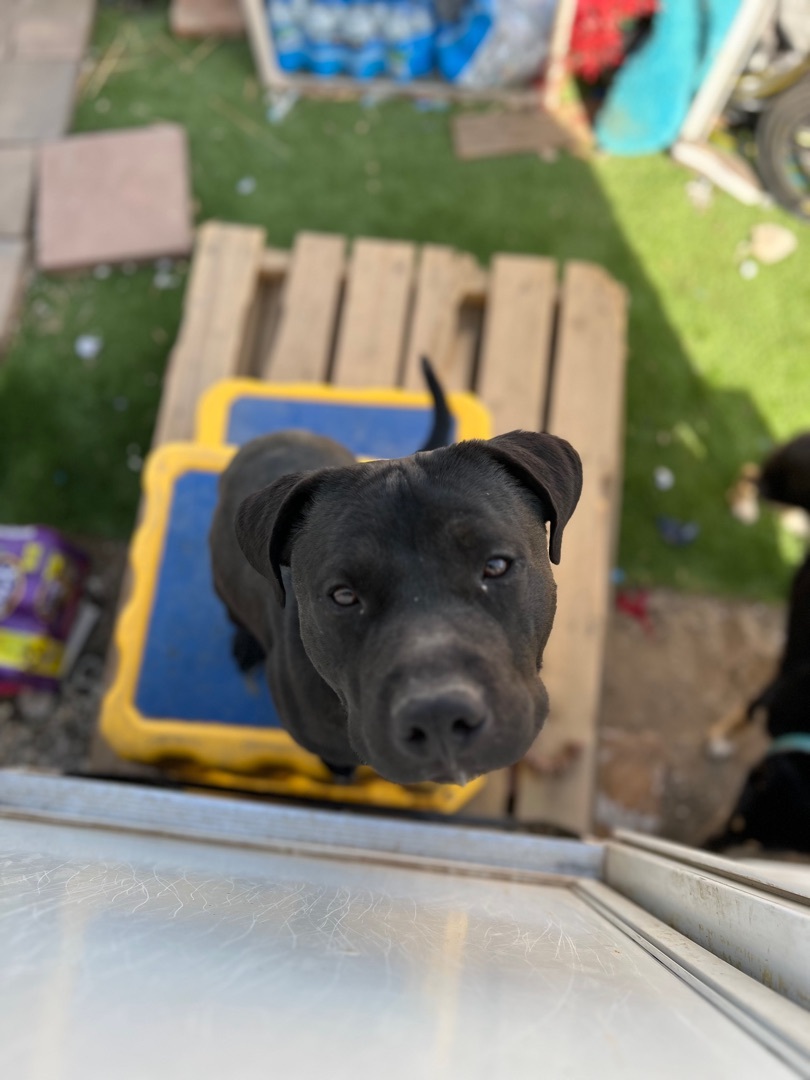 Shadow, a Adoptable Pit Bull Terrier in Claremont, CA image 5/6