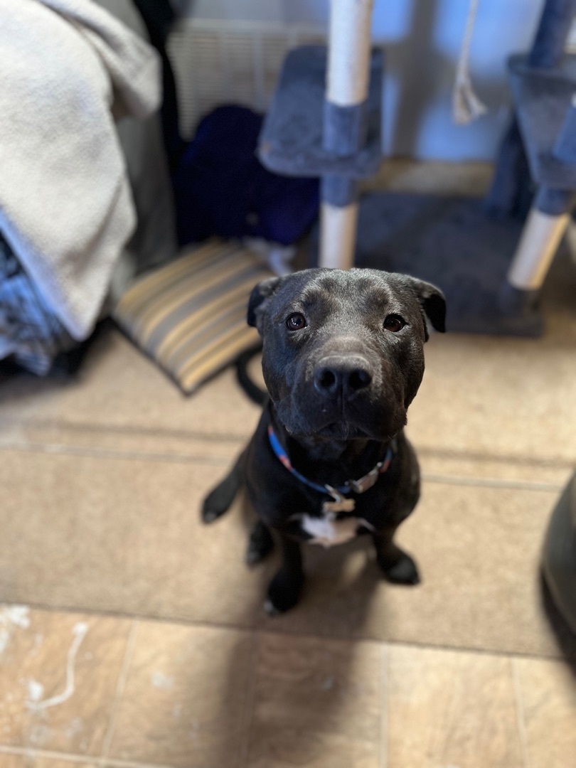 Shadow, a Adoptable Pit Bull Terrier in Claremont, CA image 6/6